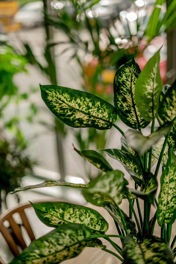 Livraison plante Dieffenbachia - Plante verte artificielle