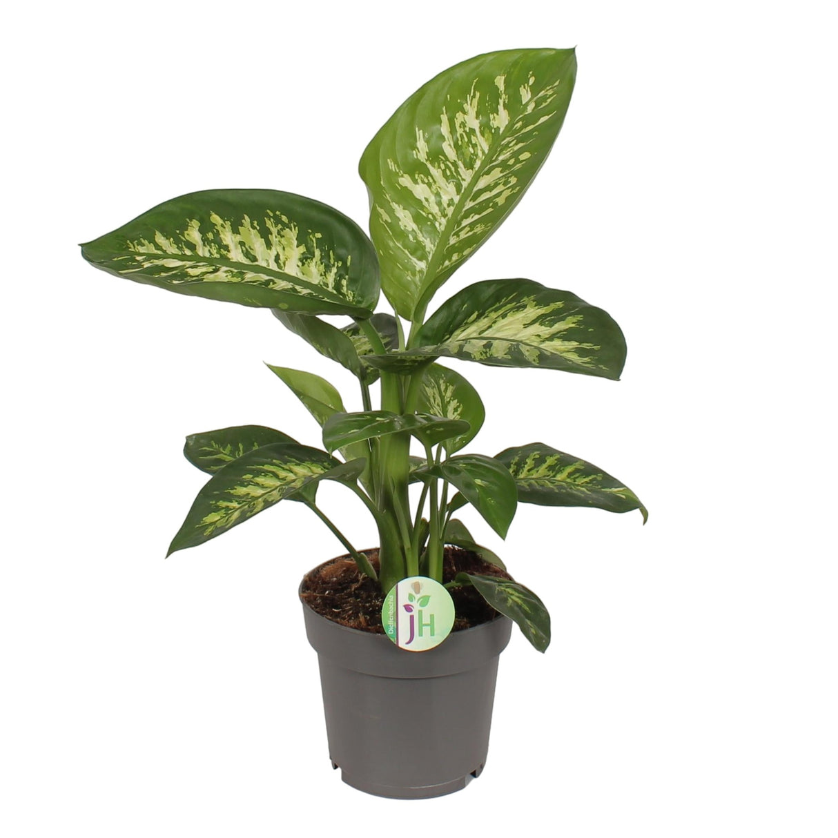 Livraison plante Dieffenbachia 'Reeva'