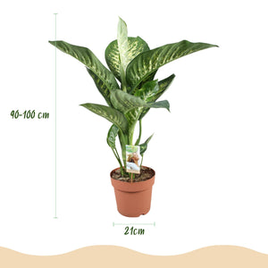 Livraison plante Dieffenbachia Tropic Snow et panier H95 cm