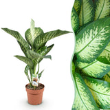 Livraison plante Dieffenbachia Tropic Snow et panier H95 cm