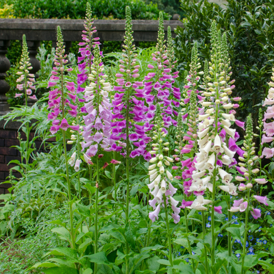 Digitale Pourpre (Digitalis purpurea) 'Purpurea'