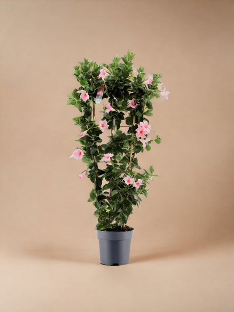Livraison plante Dipladenia rose pastel