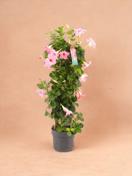 Livraison plante Dipladenia tour rose
