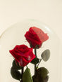 Livraison plante Double Roses éternelles sous cloche - St Valentin