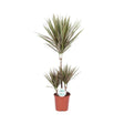 Livraison plante Dracaena Bicolor