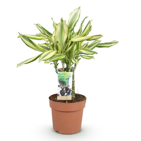 Livraison plante Dracaena Diamond Dream