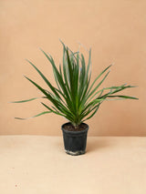 Livraison plante Dracaena Draco