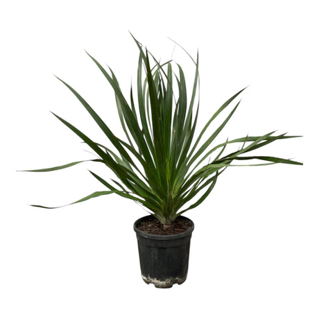 Livraison plante Dracaena Draco