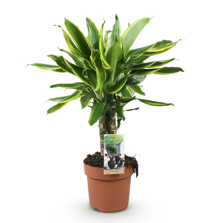 Livraison plante Dracaena fragrans Golden Coast