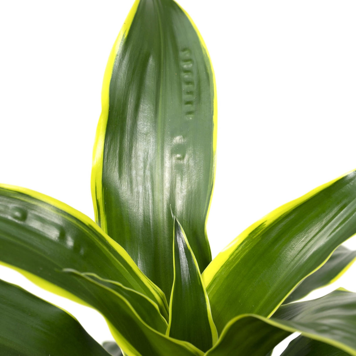 Livraison plante Dracaena 'Fragrans Groen Geel'