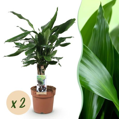 Livraison plante Dracaena fragrans Steudneri