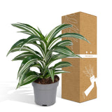 Livraison plante Dracaena 'Fragrans Wit Bont'