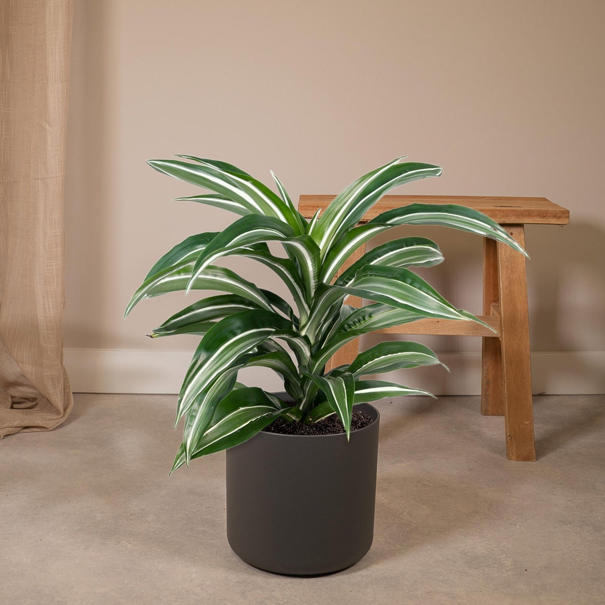 Livraison plante Dracaena 'Fragrans Wit Bont'