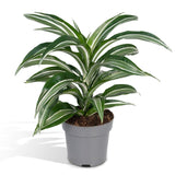 Livraison plante Dracaena 'Fragrans Wit Bont'