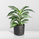 Livraison plante Dracaena 'Fragrans Wit Bont'