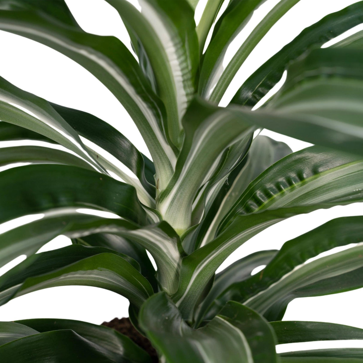 Livraison plante Dracaena 'Fragrans Wit Bont'