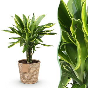 Livraison plante Dracaena Golden et pot H50 cm
