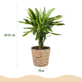 Livraison plante Dracaena Golden et pot H50 cm