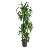 Livraison plante Dracaena Hawaiiana - 140 cm - ø24