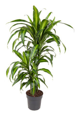 Livraison plante Dracaena 'Hawaiiana'