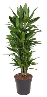 Livraison plante Dracaena 'Janet Lind'