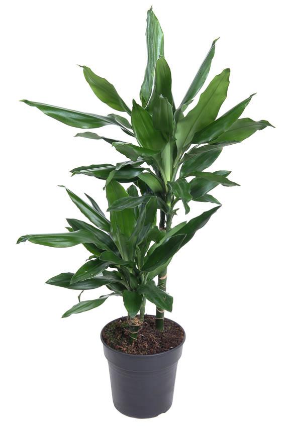 Livraison plante Dracaena 'Janet Lind'