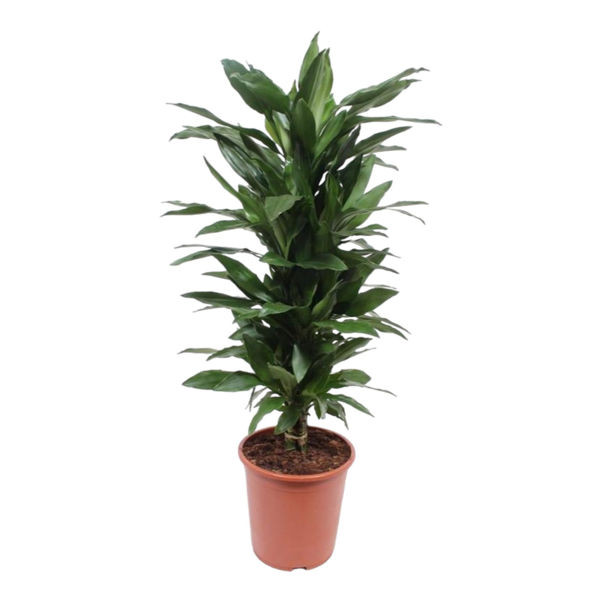 Livraison plante Dracaena 'Janet Lind'