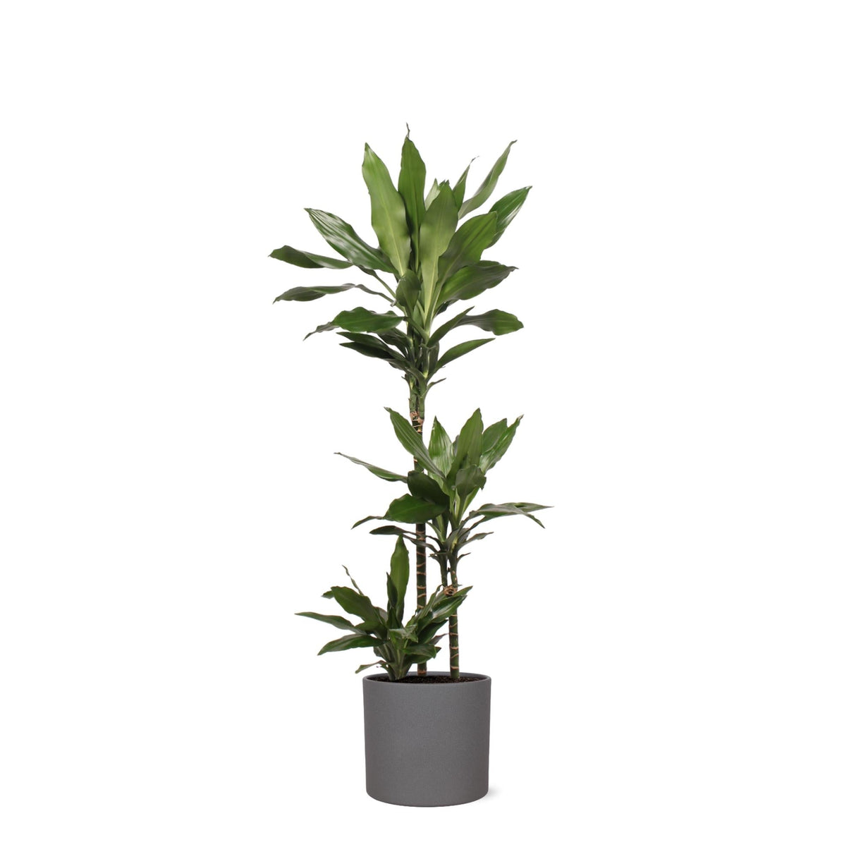 Livraison plante Dracaena Janet Lind et son pot