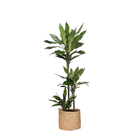 Livraison plante Dracaena Janet Lind et son pot