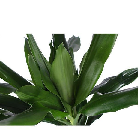 Livraison plante Dracaena Janet Lind et son pot