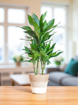Livraison plante Dracaena Janet Lindt et son pot