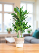 Dracaena Janet Lindt et son pot