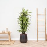 Livraison plante Dracaena Lemon Lime