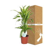 Livraison plante Dracaena 'Lemon Lime'