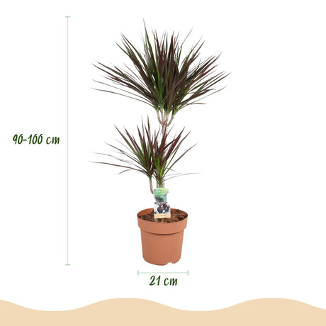 Livraison plante Dracaena Magenta