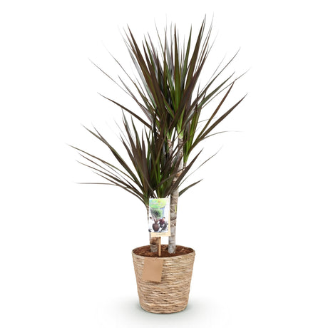 Livraison plante Dracaena Magenta et panier H75cm
