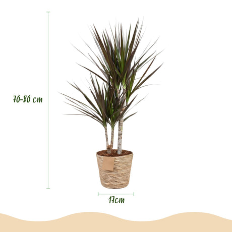 Livraison plante Dracaena Magenta et panier H75cm