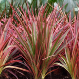 Livraison plante Dracaena Magenta et panier H90cm