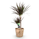 Livraison plante Dracaena Magenta et panier H90cm