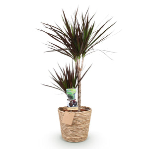Livraison plante Dracaena Magenta et panier H90cm