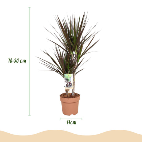 Livraison plante Dracaena Magenta – Lot de 1