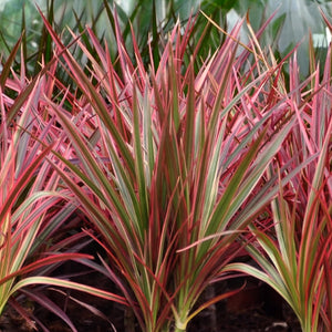 Livraison plante Dracaena Magenta – Lot de 1