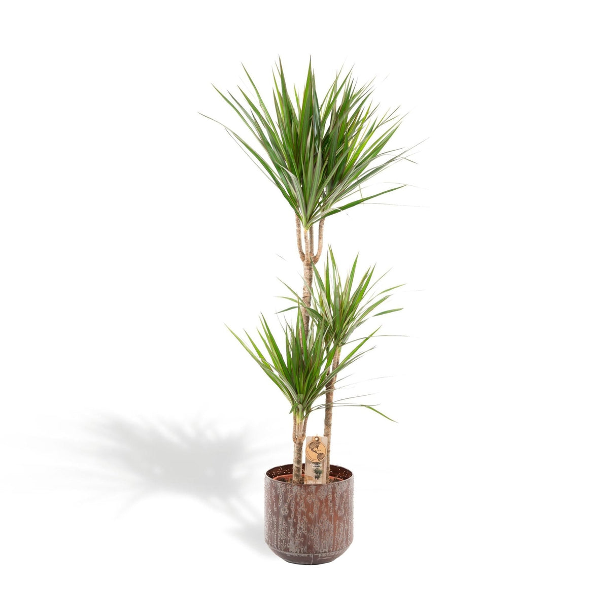 Livraison plante Dracaena Marginata