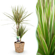 Livraison plante Dracaena Marginata Bicolor et panier H75 cm