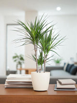 Dracaena Marginata et son pot