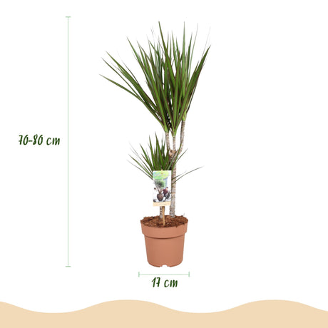 Livraison plante Dracaena Marginata – Lot de 2 – Hauteur 70 - 80 cm