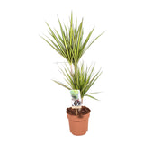 Livraison plante Dracaena 'Sunray'