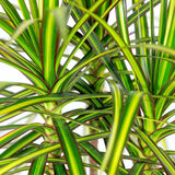 Livraison plante Dracaena Sunray et panier H75 cm
