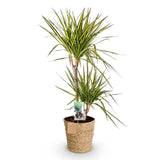 Livraison plante Dracaena Sunray et panier H95cm