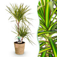 Livraison plante Dracaena Sunray et panier H95cm
